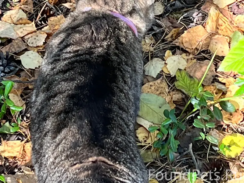 Найден кот, парк