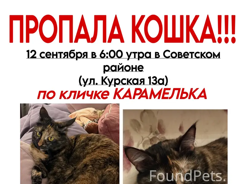 Пропала кошка Карамелька, Советский район Казани