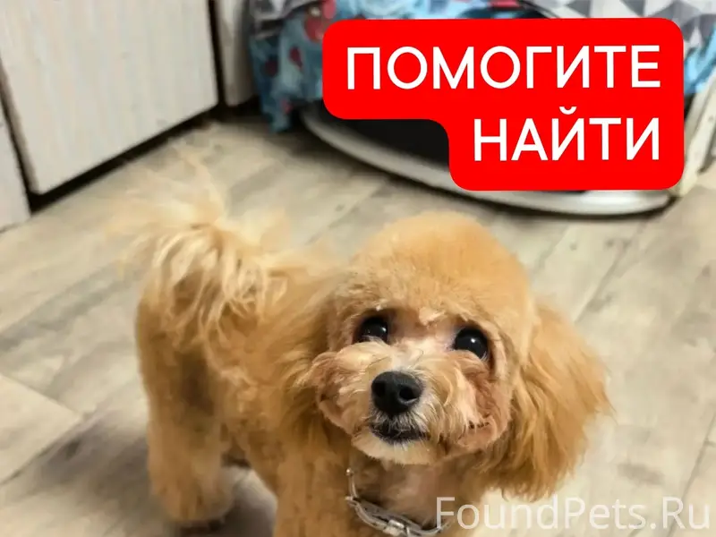 Пропала мальтипу, трасса Пенза — Саратов