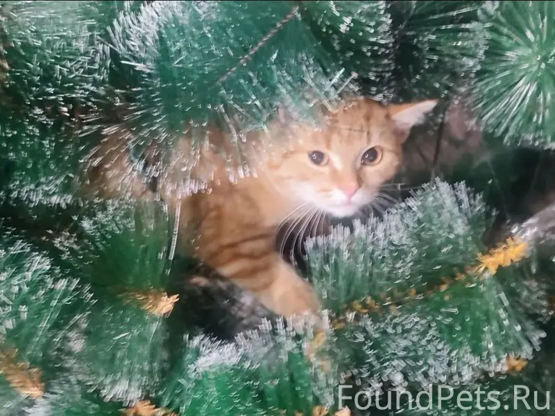 Пропала кошка, район Авиатора