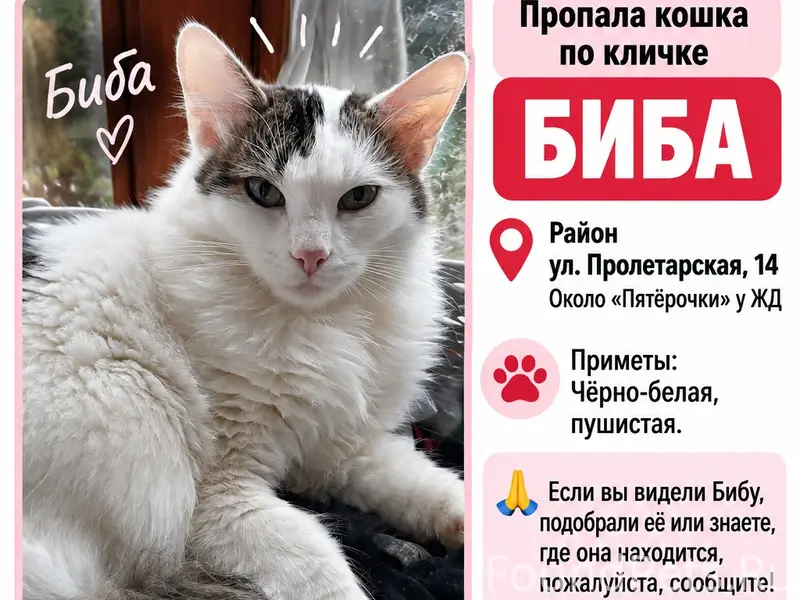 Пропала кошка Биба, район ул. Пролетарская