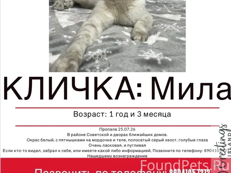 Пропала кошка, Ухта, Советская 9 и 11