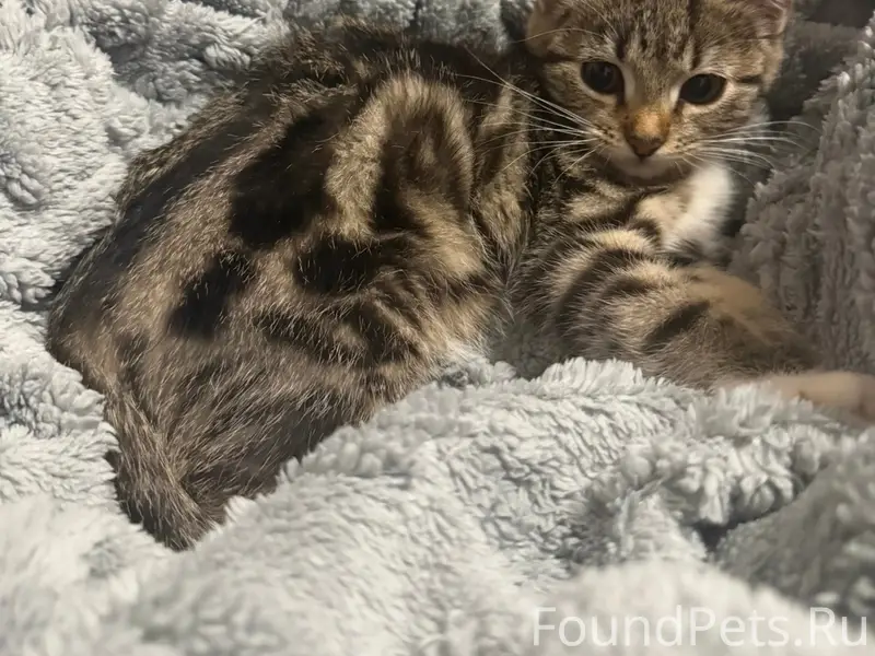 Пропала кошка, Дорогомилово