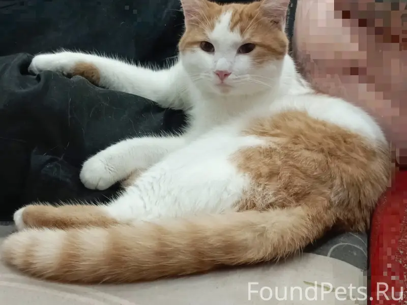 Пропал кот Коржик, район Ленина 43