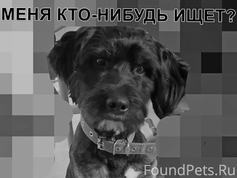 Найден пёс, район неизвестен