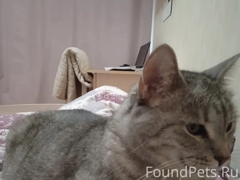 Пропала кошка Милка, Кондопога