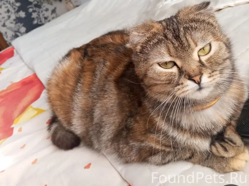 Пропала кошка Буся, Мариупольское шоссе