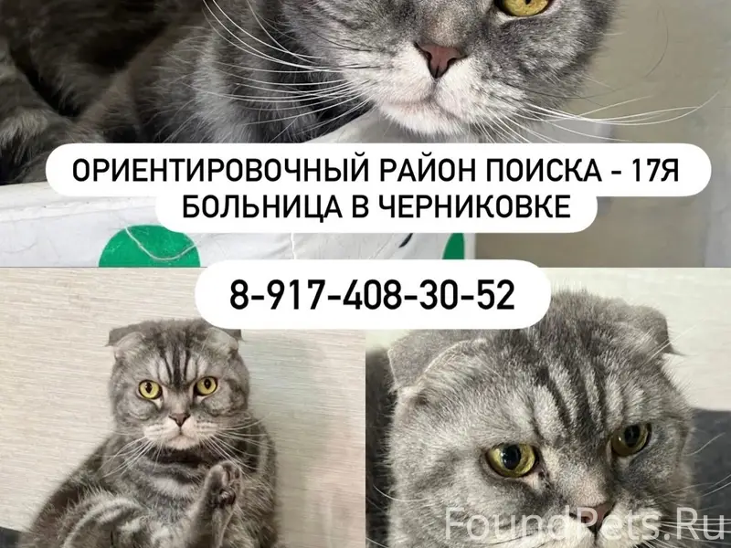 Пропал кот Моррис, ул. Невского
