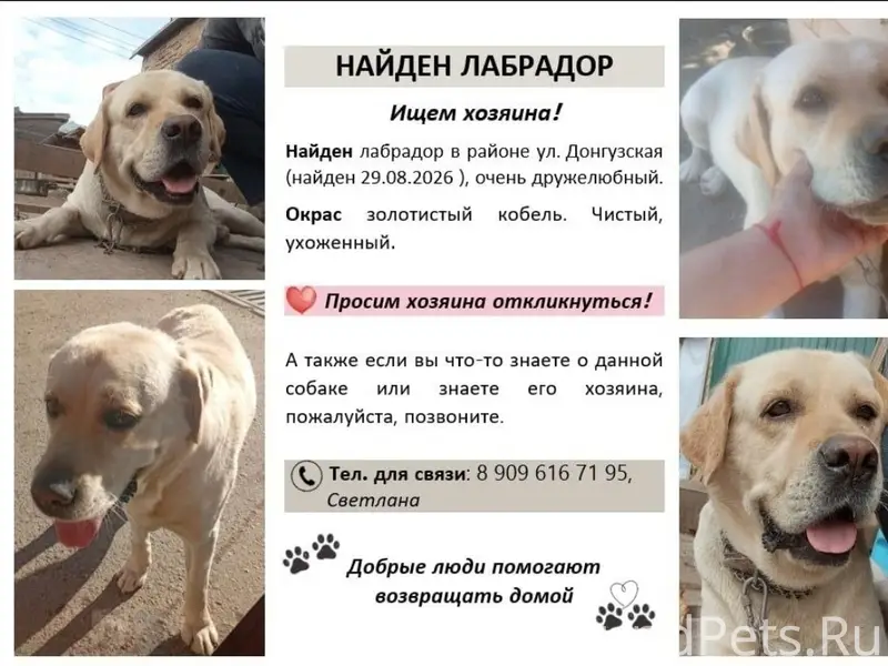 Найден лабрадор, Оренбург, район ул. Донгузской