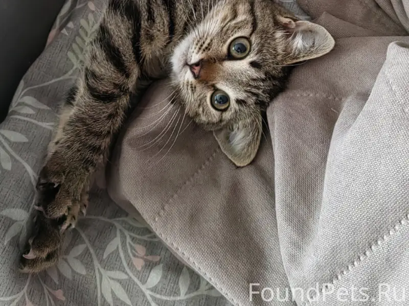 Найден котик, улица Ленина 118