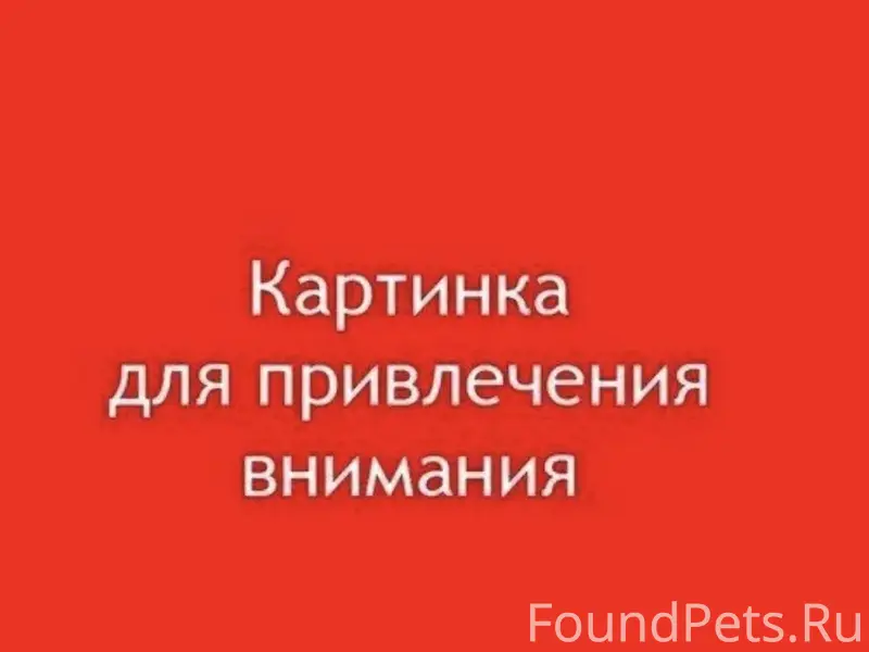 Найдены собаки, Левый берег