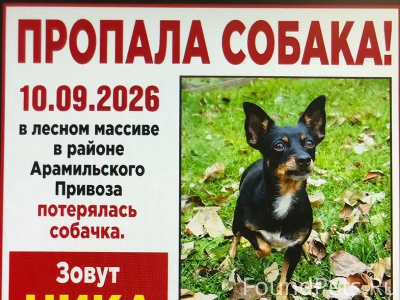 Пропала маленькая собака Ника, Арамильский тракт