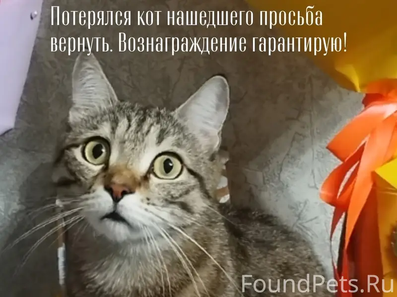 Пропал кот Тиша, Кузнецкий район