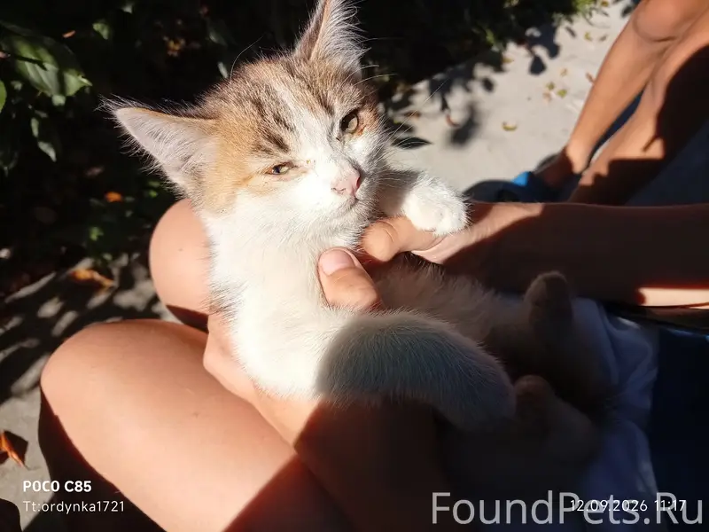 Найден кот