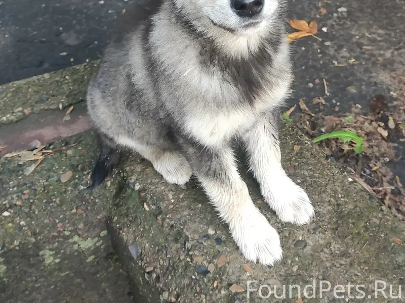 Найден щенок, возле проходной завода