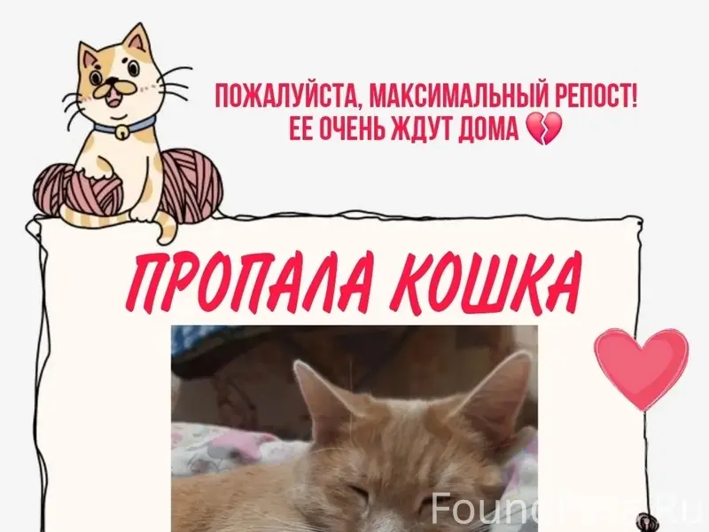 Пропала кошка, 15 микрорайон