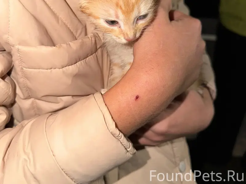 Найдены рыжий и чёрный котята, Авдотьино