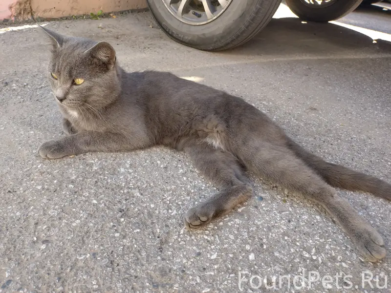 Найден серый кот, Кузнецкий район