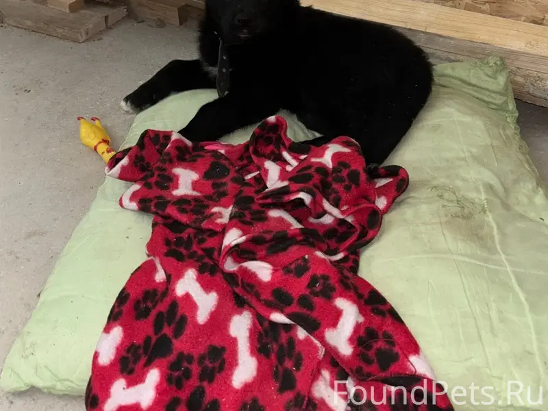 Пропал щенок Албанец, улица Ганны Шостак