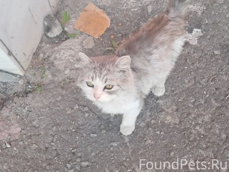 Найден кот, около кинотеатра 'Родина'