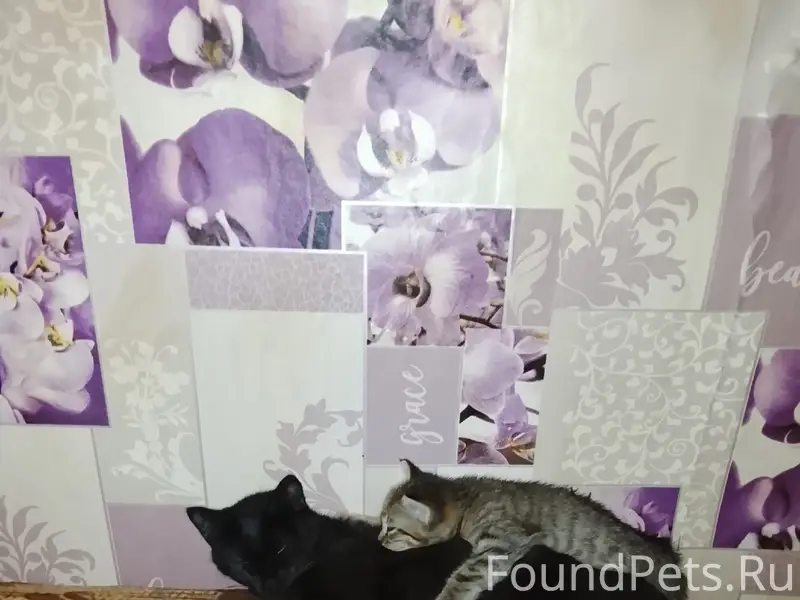 Пропала чёрная кошка, район маслозавода