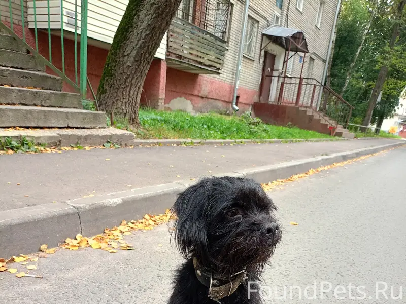 Пропал пёс, без задней лапки, ул. Добросельская