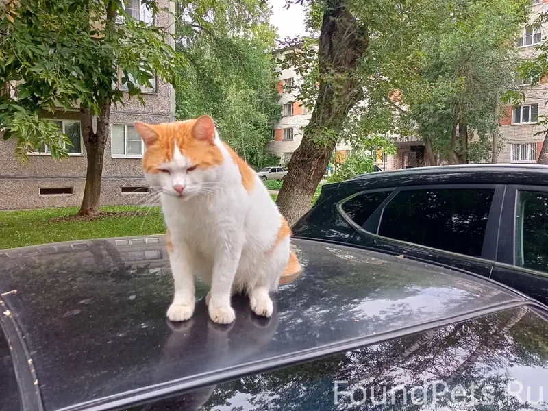 Пропал кот Кеша, Нарвская/Производственников