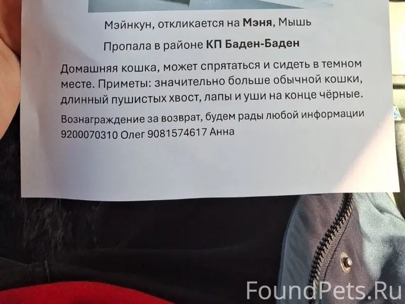 Пропала кошка Мэня, Мышь, КП Баден-Баден