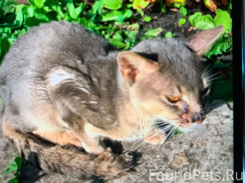 Найден бурманский кот, Чесноковка