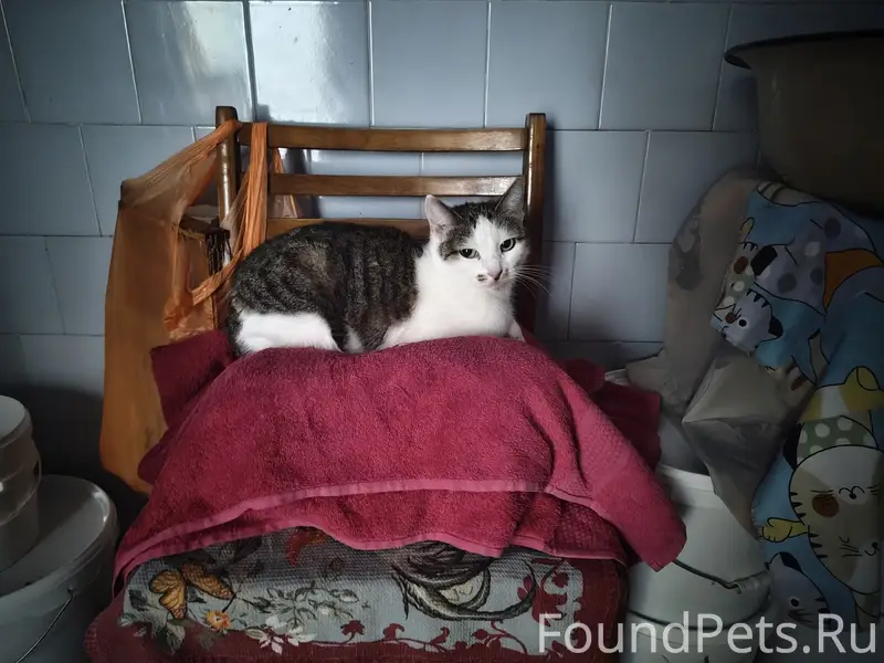 Пропала кошка, Молодежная 3