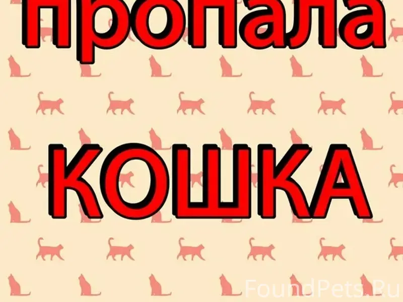 Пропала рыжая кошка, п. Сокольское