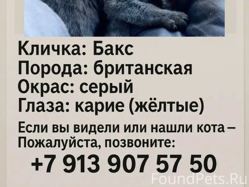 Пропал британский кот Бакс, Кировский район