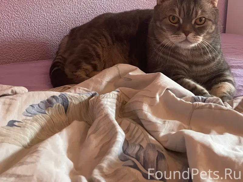 Пропал британский кот!
