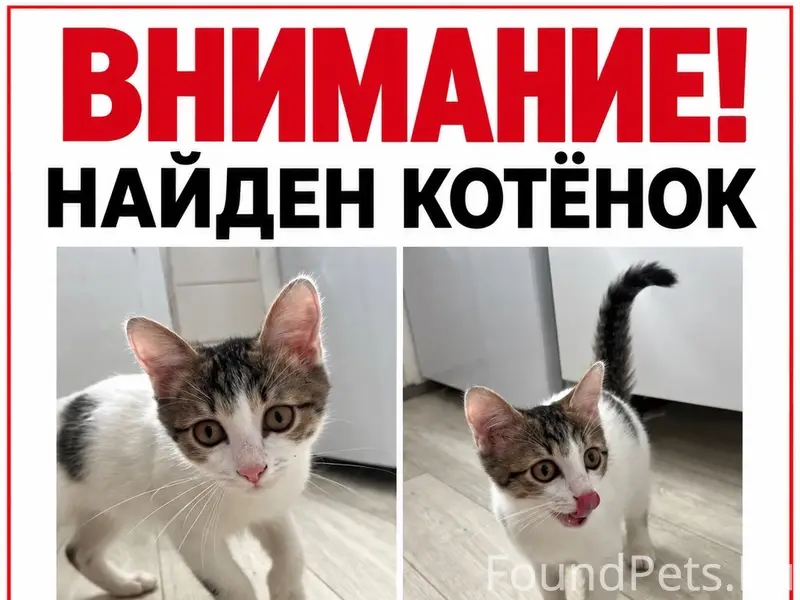 Найден котёнок, г. Самара, Железнодорожный район