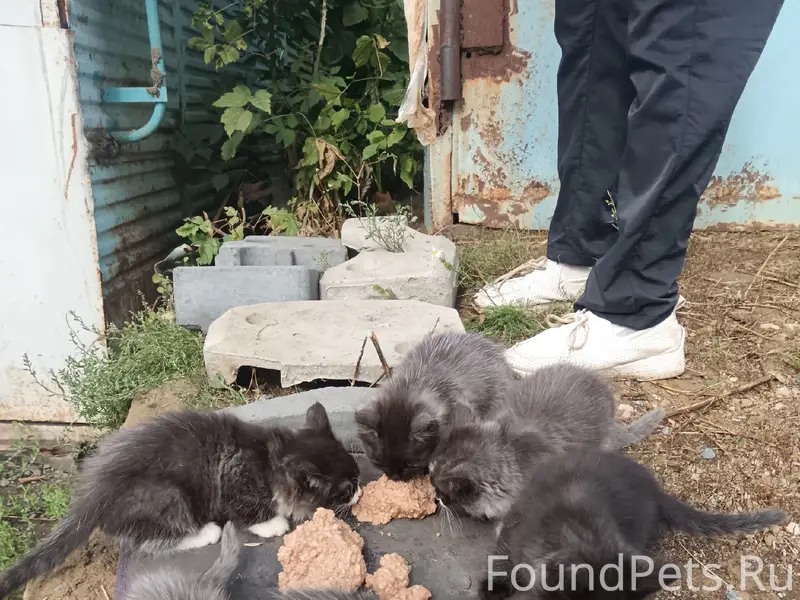 Найдены котята на Химмаше, район Гожувской