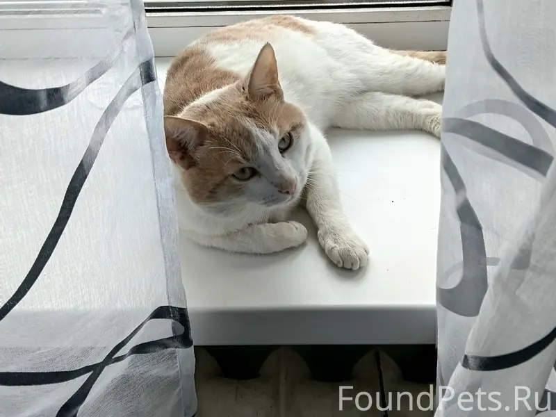 Пропал кот Маркиз, Красный октябрь