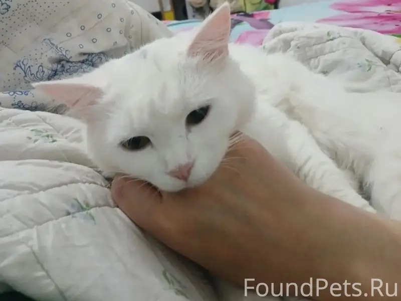 Пропала белая кошка Мышка, Майский-80