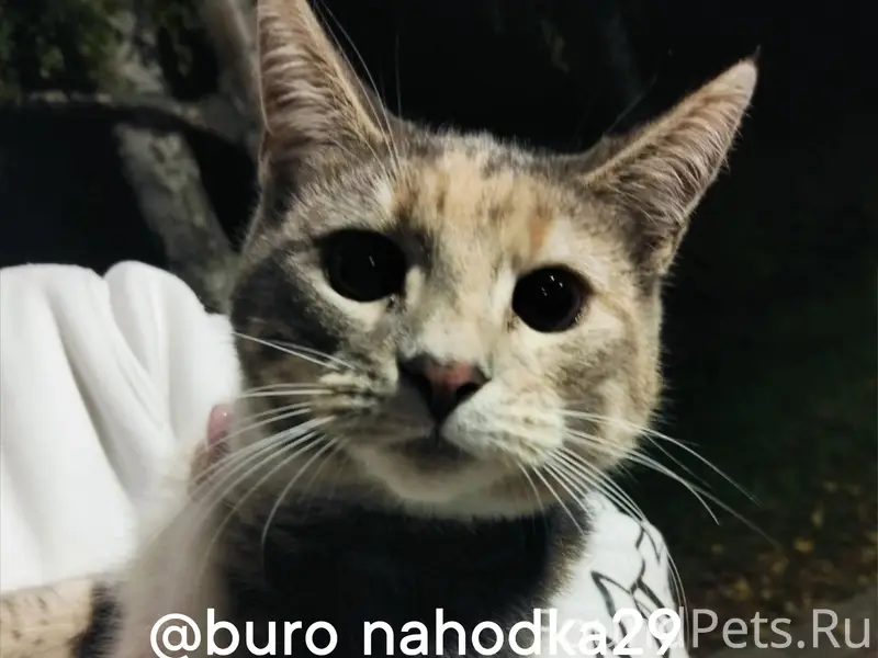 Найдена кошка, Никольский сквер