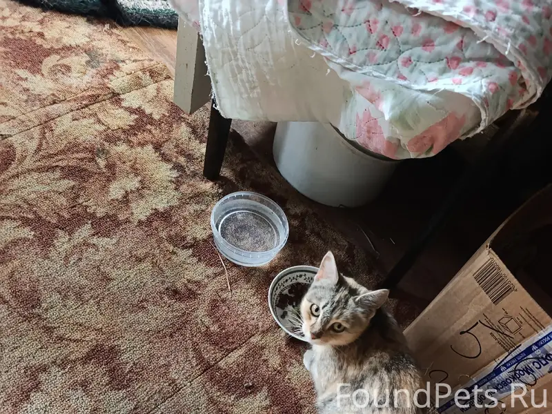 Найдена кошка с котятами, деревня