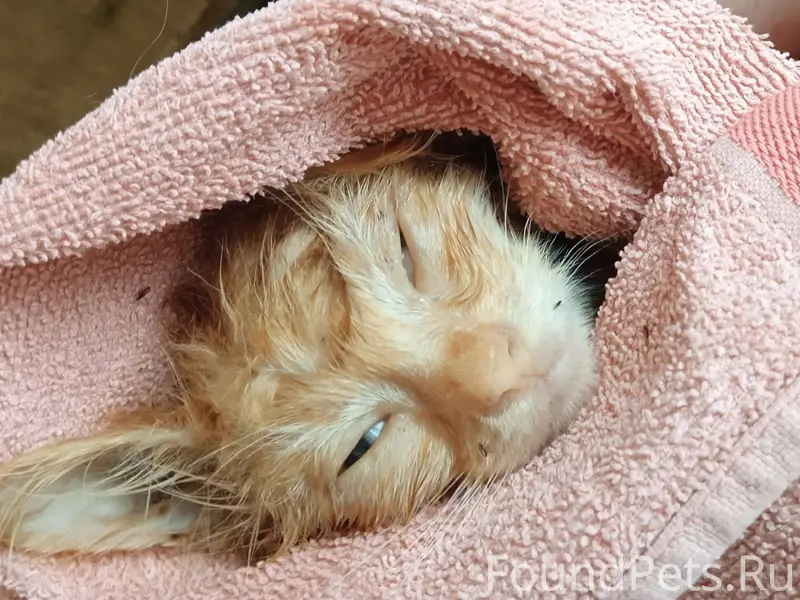 Найден рыжий котёнок, Юрасова