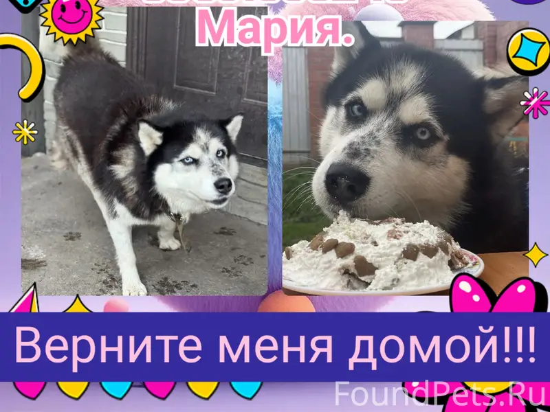 Пропал хаски Джек, Советский район