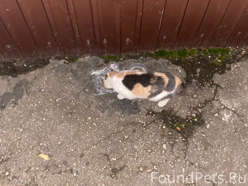 Найдена кошка, Нижегородский район