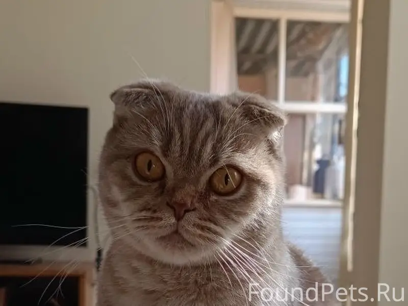 Пропала кошка, улица Заливная