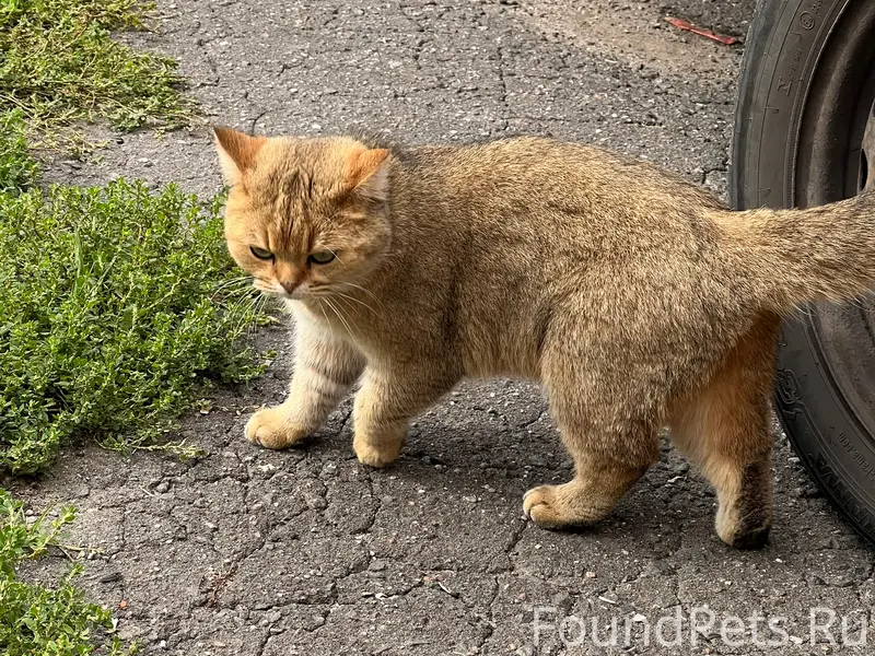 Найден кот, Старая Купавна