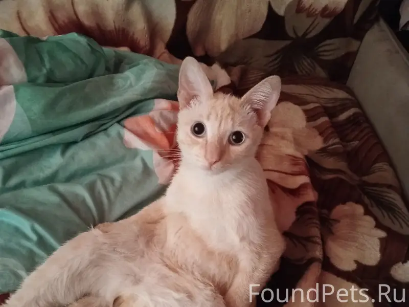 Пропал кот Фергус