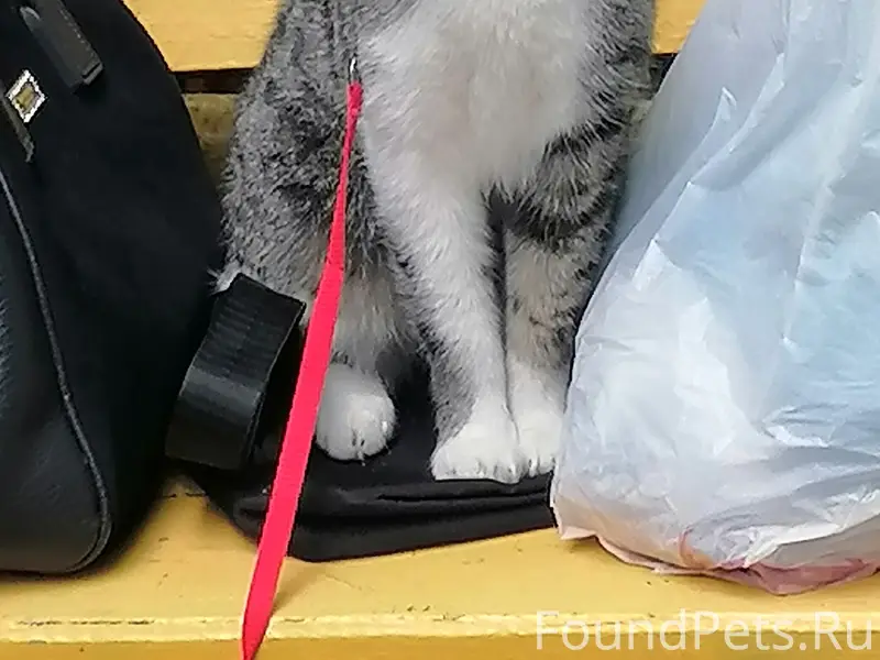 Пропал кот, ул. Строителей 1а