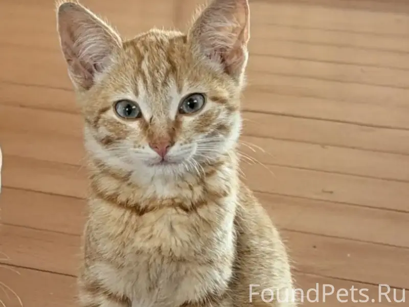 Найден котёнок, ищем дом