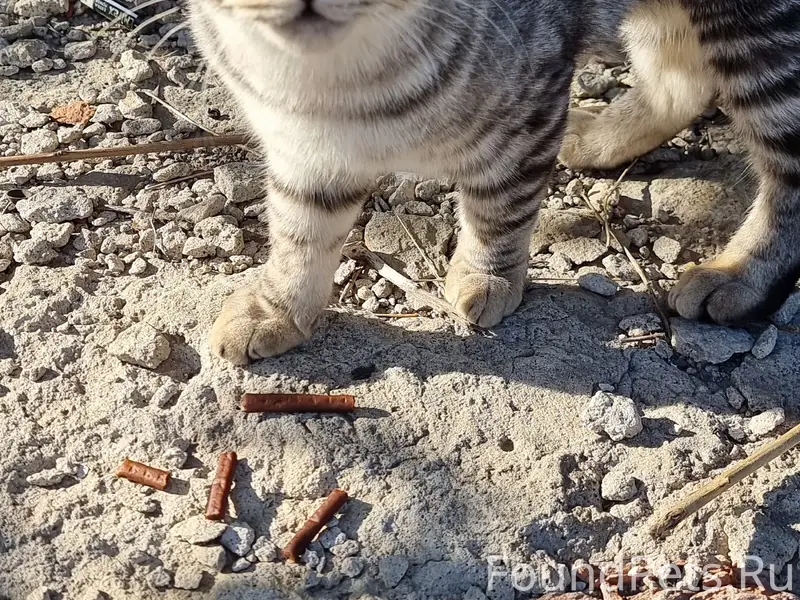 Найден кот, Моршанское шоссе