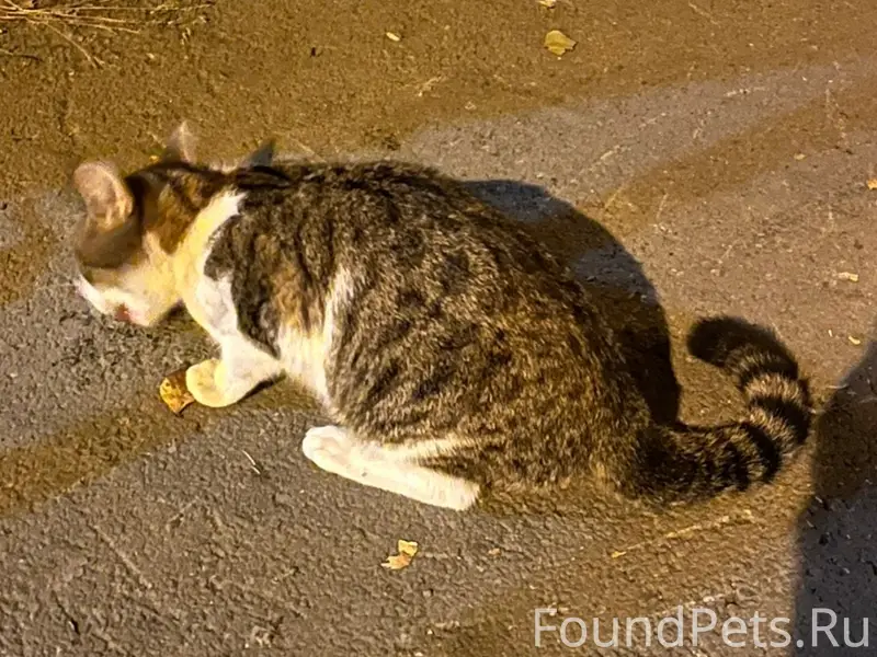 Найден кот, Ленинский район