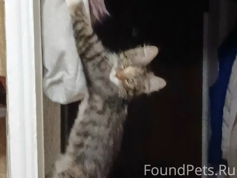 Пропал котёнок, трёхцветная кошка, улица Красноармейская